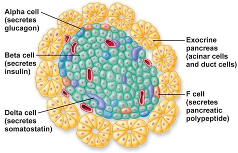 Alpha cell .